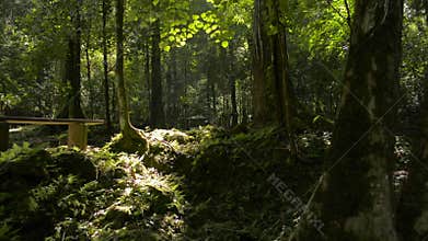The tranquility of summer morning in the jungle. Wonderful abundance of lush foliage woodland under sunlight.
