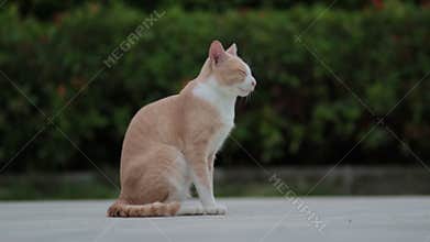 Full body of thai domestic cat standing  outdoor