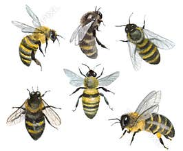 Watercolor bees on a white background. Logo insect. Cute animals. Hand draw art illustration.