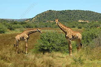 African wildlife