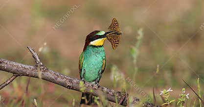 Bee eather birds standing on a branch in a windy sunny morning with a butterfly in its beak.