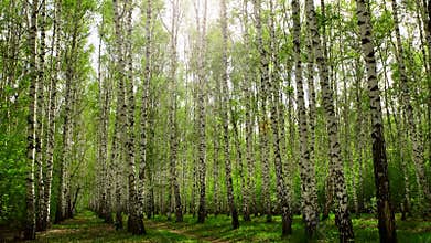 Birch trees with green leaves sway in the wind against the background of the sun.