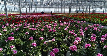 People work in a greenhouse, a greenhouse with flowers, people work with flowers in a greenhouse, growing plants of