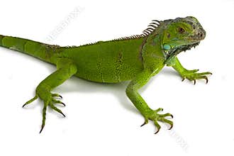 Iguana