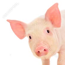 Pig on white