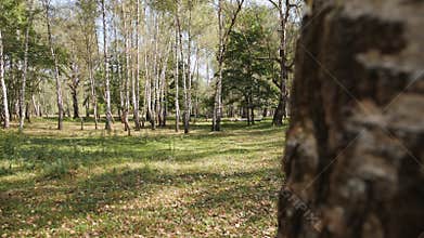 Airy birch forest on a sunny summer day - reveal
