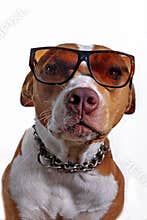 Pitbull Dog Wearing Glasses