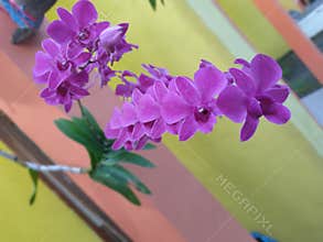 dendrobium orchid in front of my house at jombang indonesia