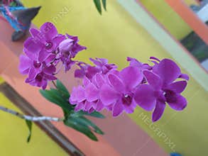 Dendrobium orchid in front of my house at jombang indonesia