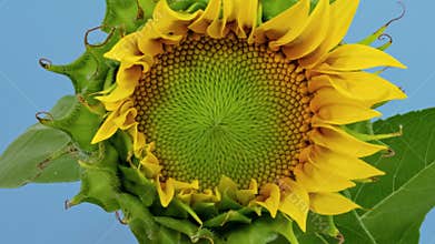 Sunflower Head opening timelapse on blue