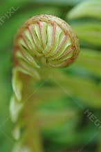 New Leaf
