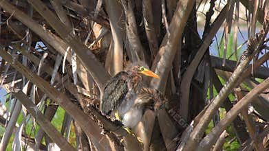 Green heron chicks on a palm tree in Florida wetlands.