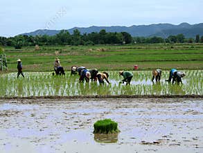 Working women in Thailand