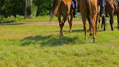 The horses go, the videographer takes them off