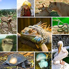 Collage of animals