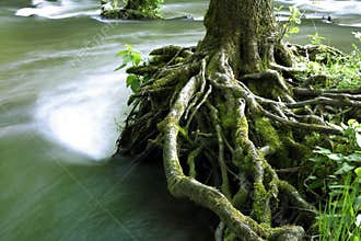Tree-roots