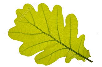 Oak leaf