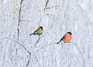 Two birds bullfinch and titmice sit perched on branches covered with white snow in the winter Christmas garden