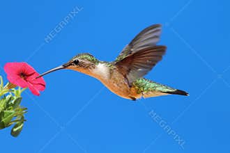 Female Ruby-throated Hummingbird (archilochus)