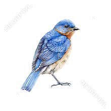 Western blue bird watercolor illustration. Hand drawn North America wild song bird Sialia mexicana. Bluebird side view image.