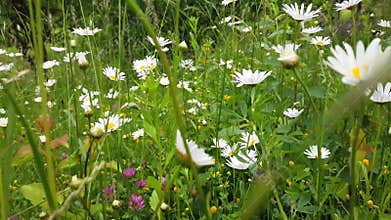 Grassland rich flora in alpine region of Romania , point of view