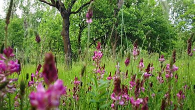 Grassland rich flora specific to European temperate climate