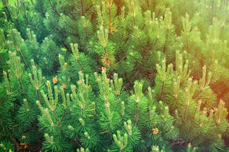 Texture of needles on a branch of a summer Christmas tree, background close-up