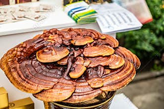 Ganoderma