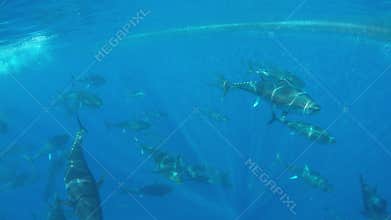 Bluefin Tuna Thunnus thynnus swimming in the Mediterranean Sea