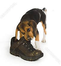 Chewing on a boot
