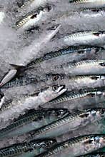 Fresh fish