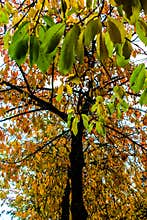 Trees changing colour in autumn/fall in Dublin