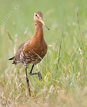 Black tailed godwit