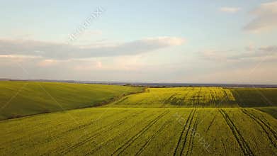 Aerial view of bright green agricultural farm field with growing rapeseed plants.