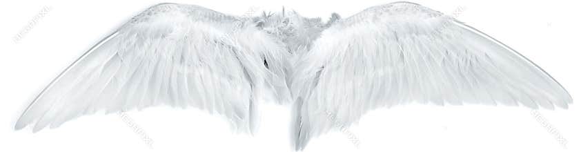 Bird wings white