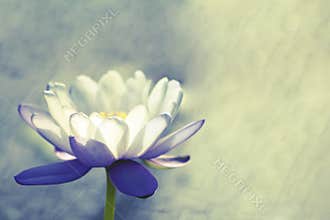 Lotus
