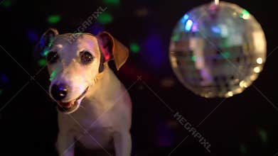 Crazy night life clubbing cute dog Jack Russell terrier eating chewing smiling looking to the camera.