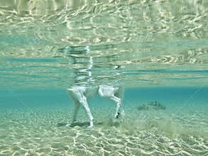 Dog’s legs underwater,