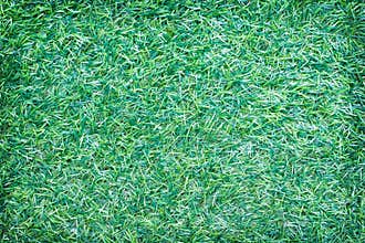 Top view green grass texture nature seamless patterns background