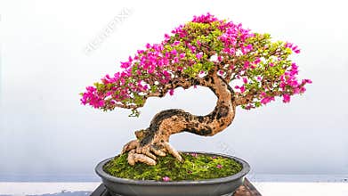 Bonsai potted landscape bougainvillea  tree