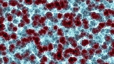 Colonies of embryonic stem cells.
