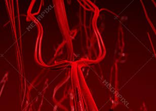 Blood arteries