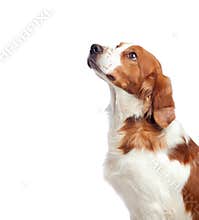 Nice hunting dog
