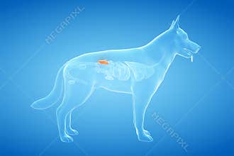 The canine kidneys