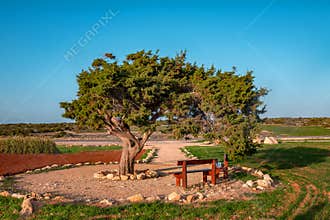 Picnic area in Cyprus near the conifer tree