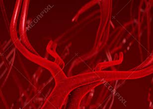 Blood arteries an veins