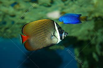 Butterfly-fish