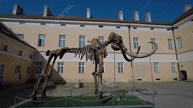 Mammoth skeleton prehistoric animal