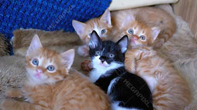 Fluffy Cute Four Kittens Lie on the Couch at Home and at Same Time Fun to Look Around