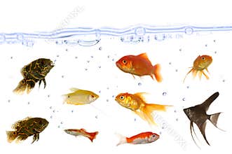 Many aquarium fish